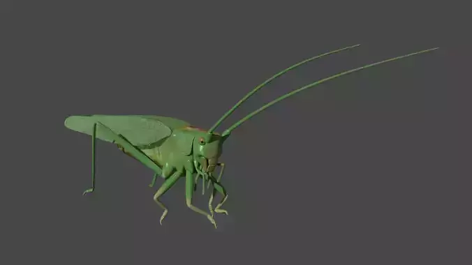 Bush cricket Low-poly 3D model