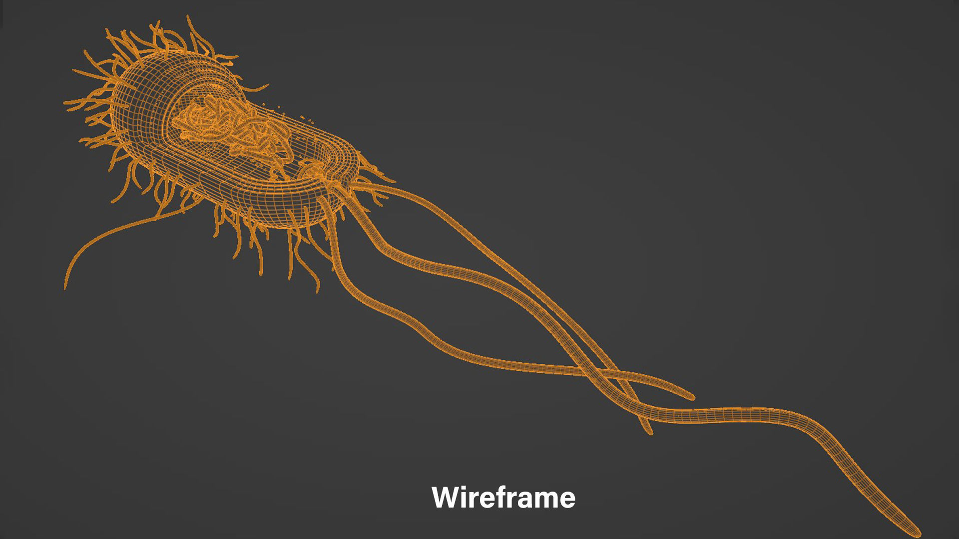 Prokaryotic Bacterial Cell Anatomy 3D model_5