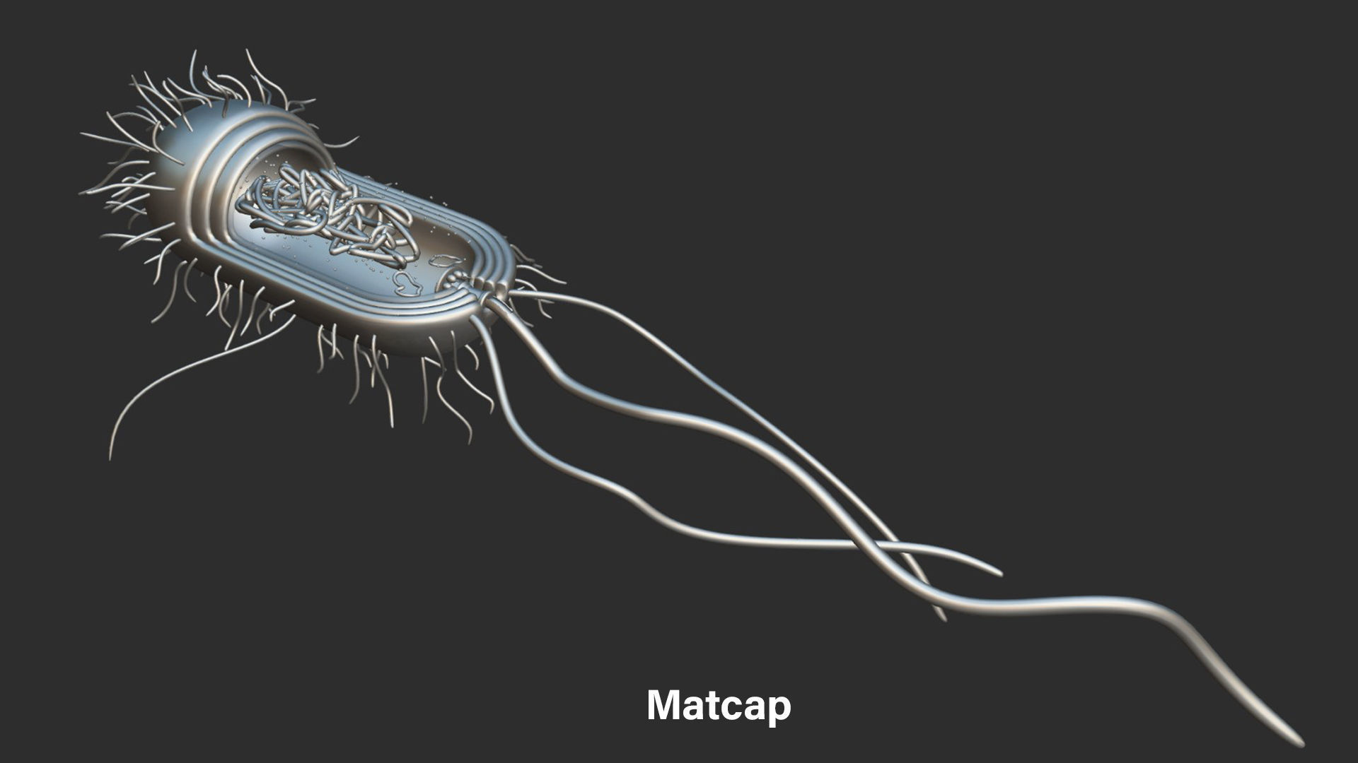 Prokaryotic Bacterial Cell Anatomy 3D model_2