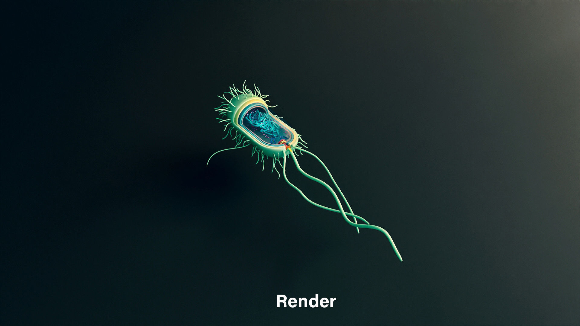 Prokaryotic Bacterial Cell Anatomy 3D model_1