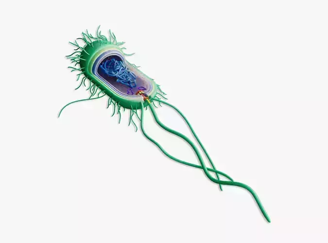 Prokaryotic Bacterial Cell Anatomy 3D model