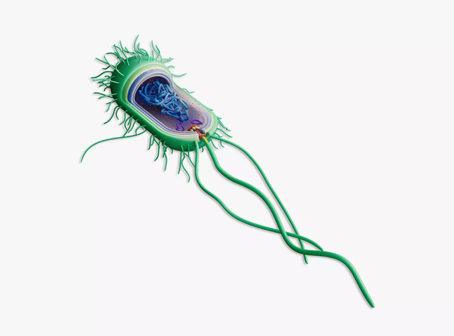 Prokaryotic Bacterial Cell Anatomy 3D model_0