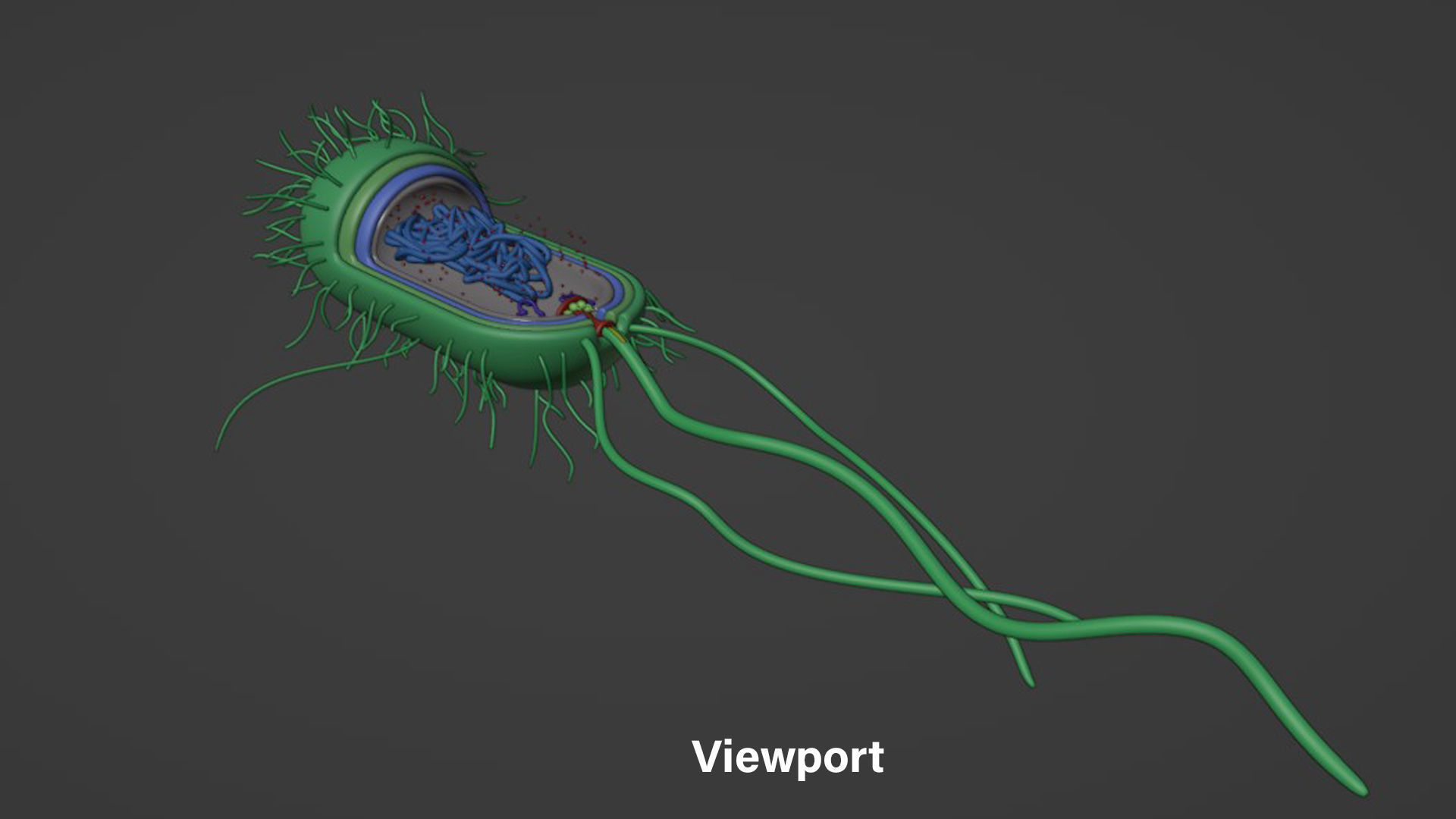 Prokaryotic Bacterial Cell Anatomy 3D model_4