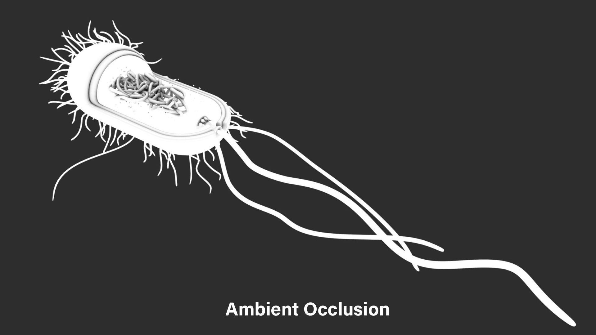 Prokaryotic Bacterial Cell Anatomy 3D model_6