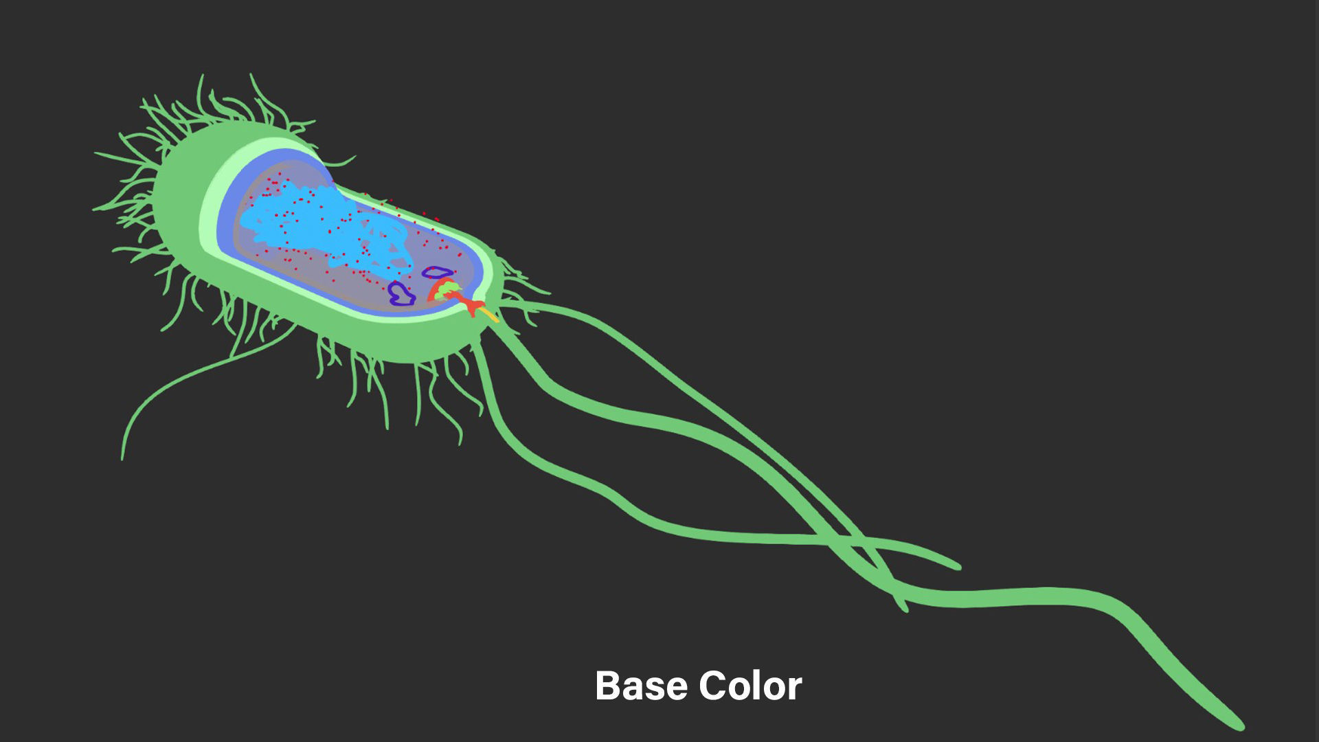 Prokaryotic Bacterial Cell Anatomy 3D model_3