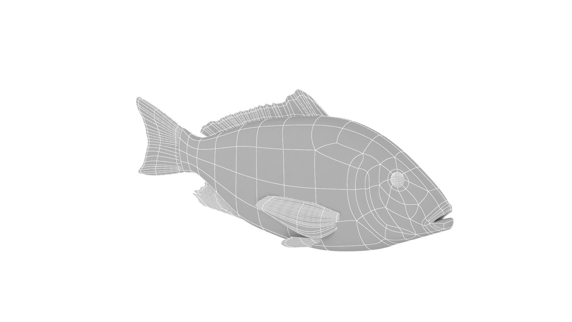 Fish Collection 3D model_36