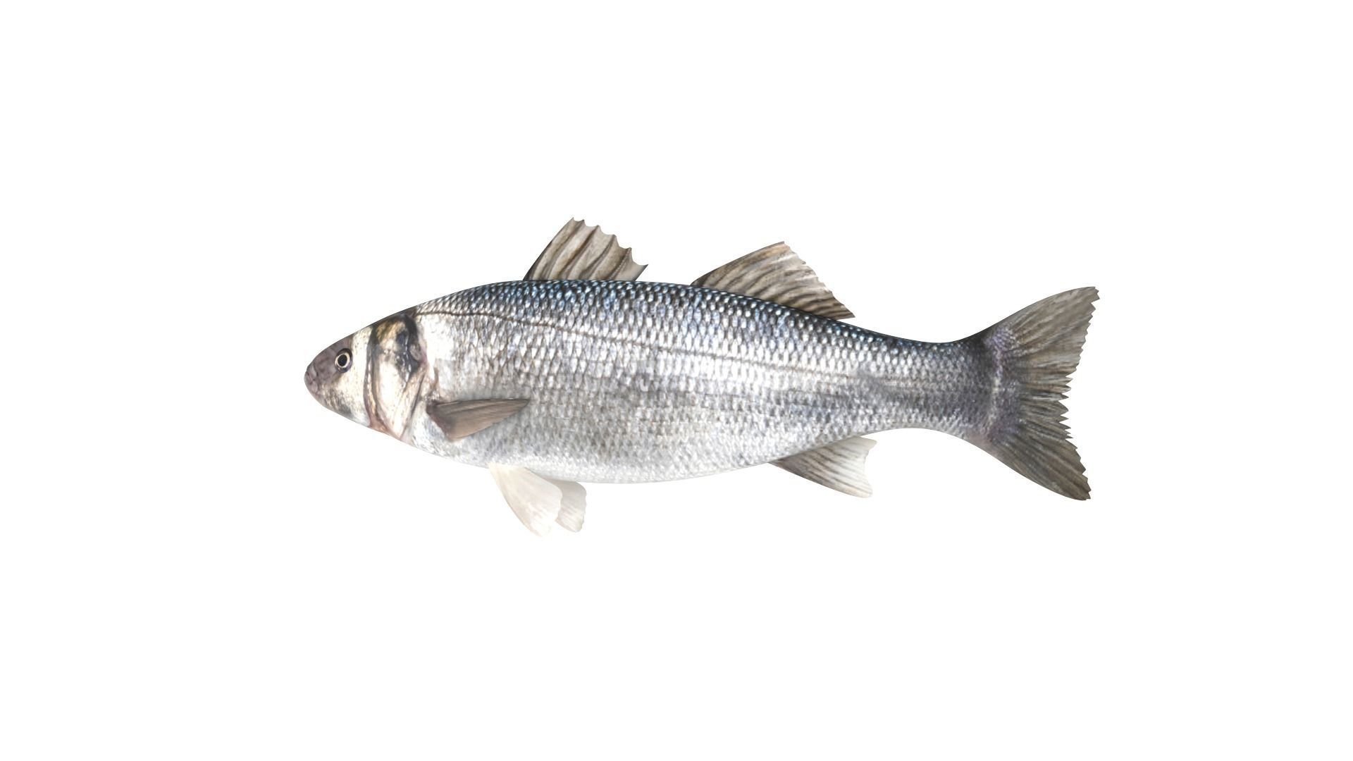 Fish Collection 3D model_6