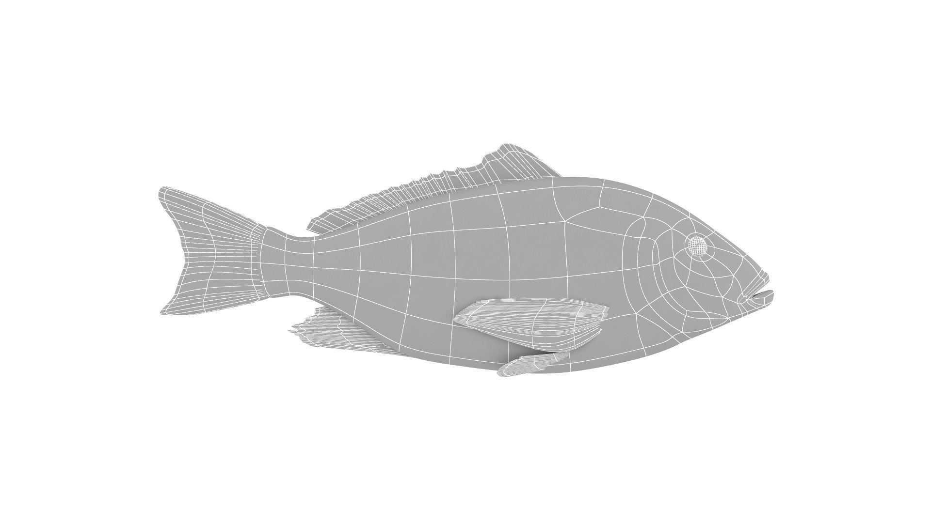 Fish Collection 3D model_35