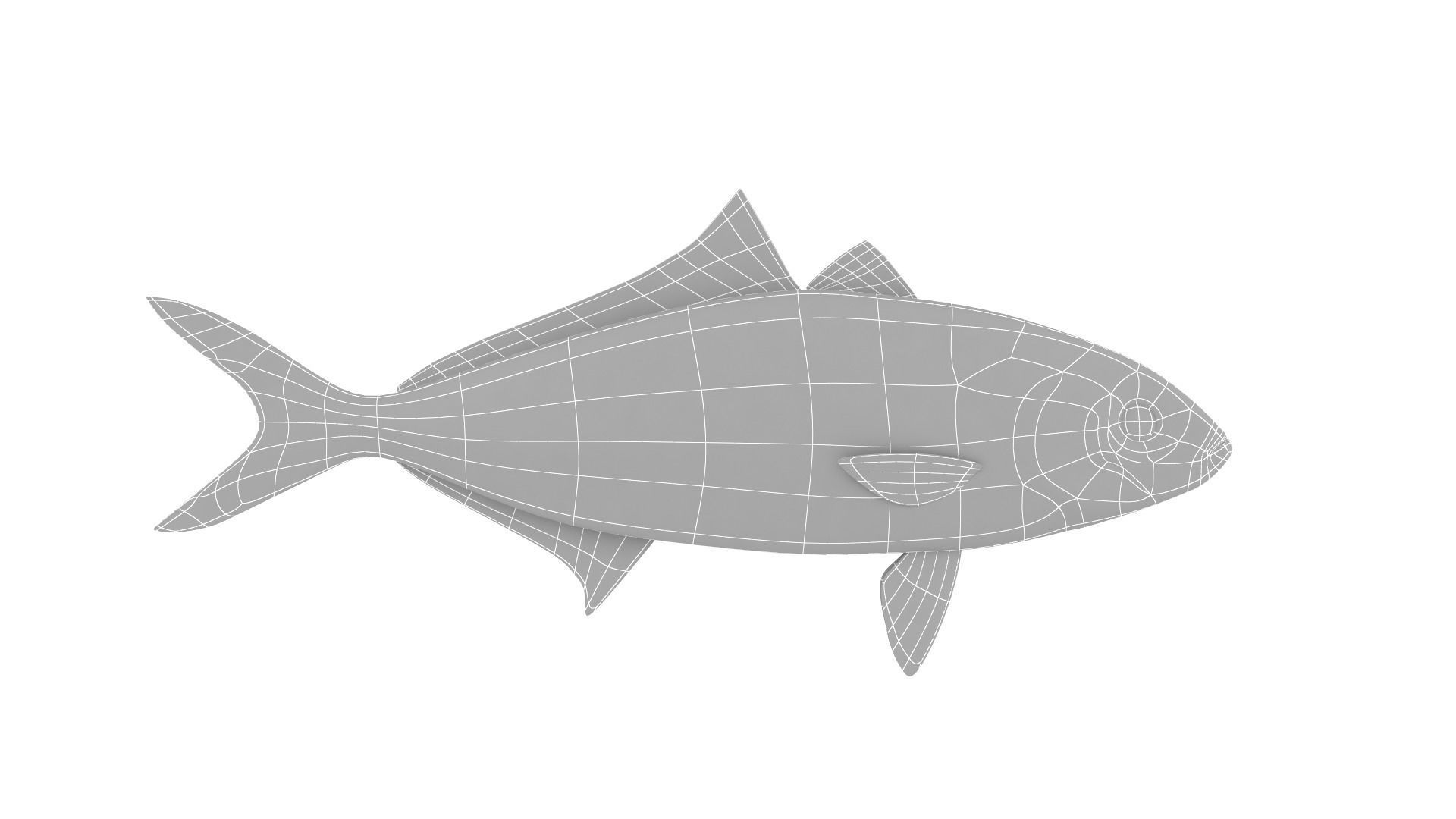 Fish Collection 3D model_29