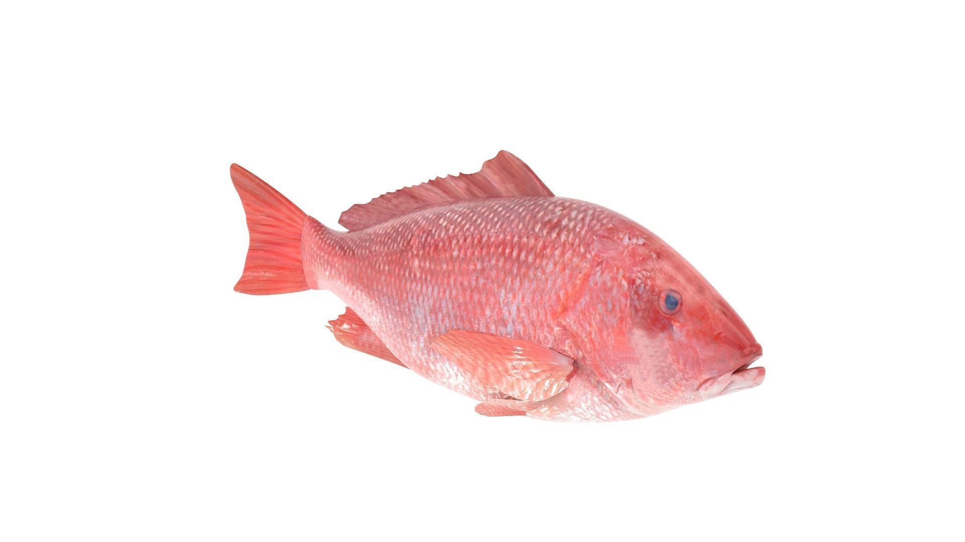 Fish Collection 3D model_17