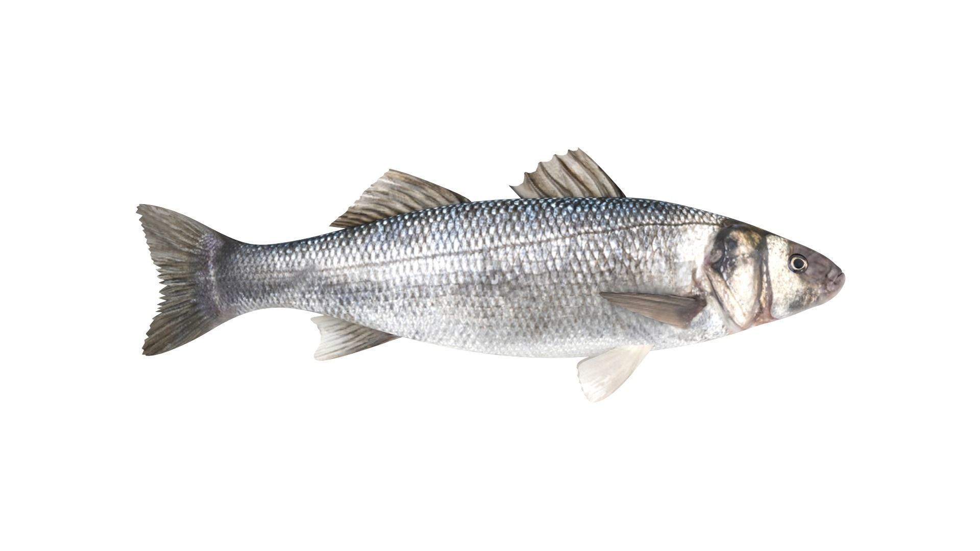 Fish Collection 3D model_4