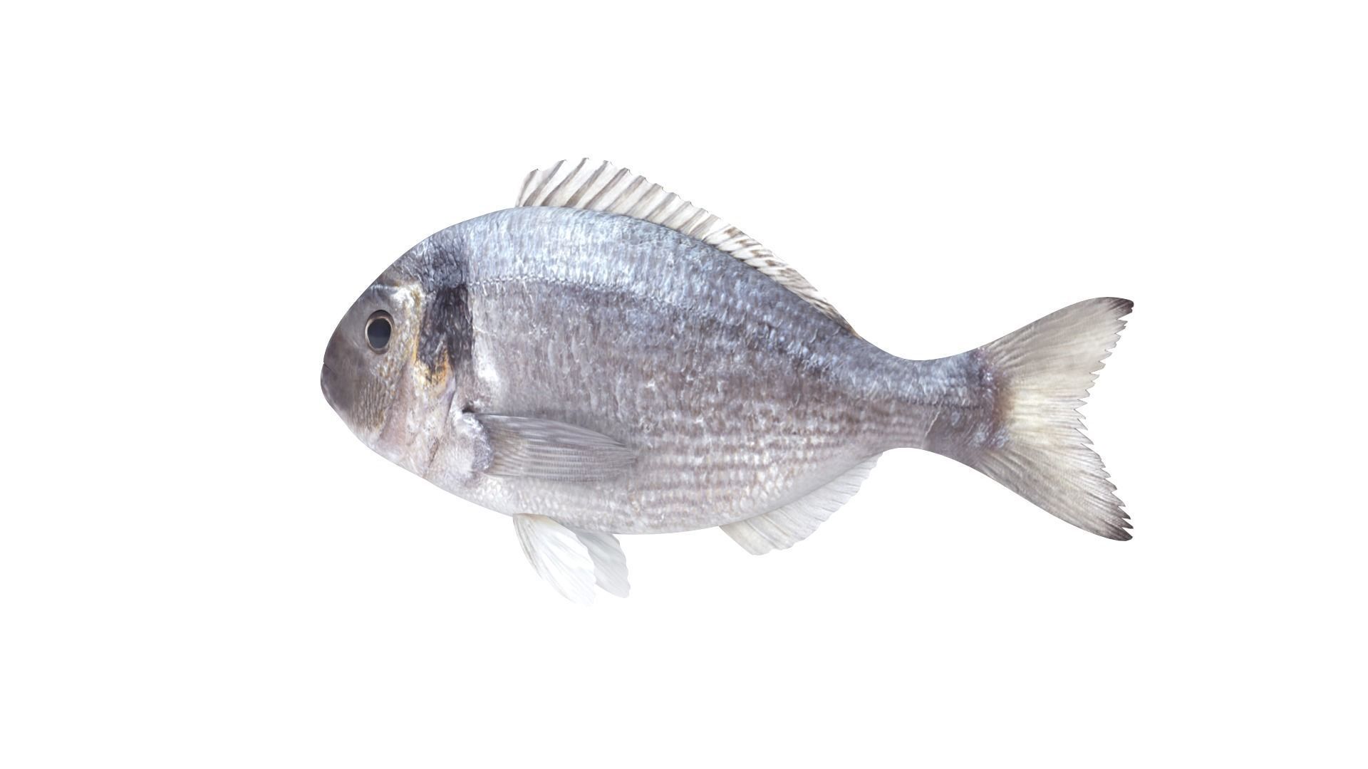 Fish Collection 3D model_3