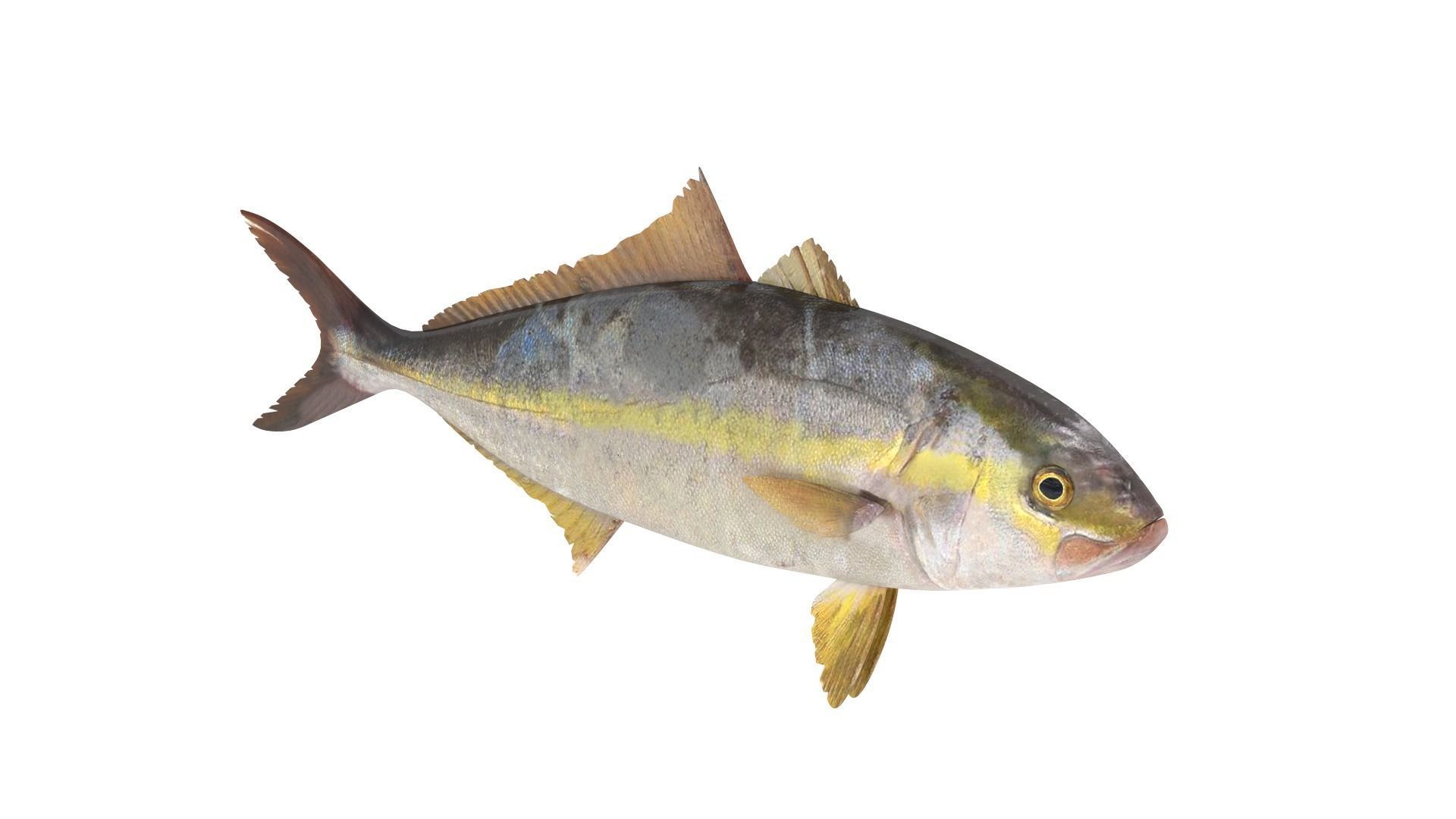 Fish Collection 3D model_11