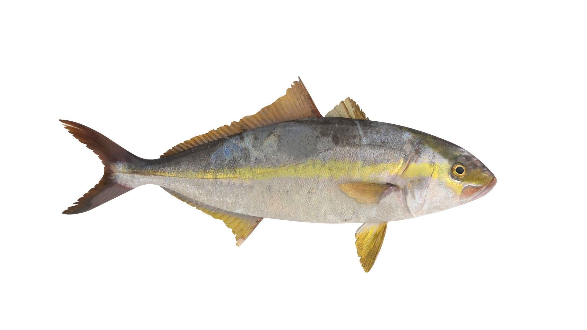 Fish Collection 3D model_10