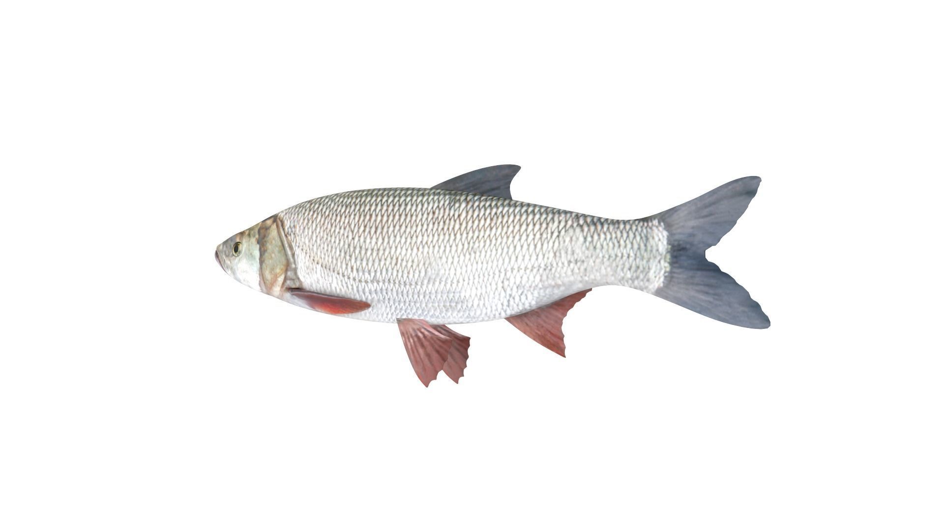 Fish Collection 3D model_9