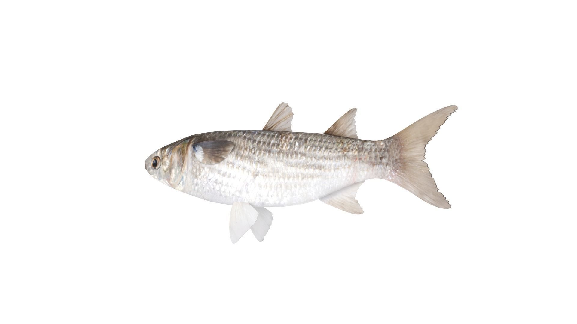 Fish Collection 3D model_15