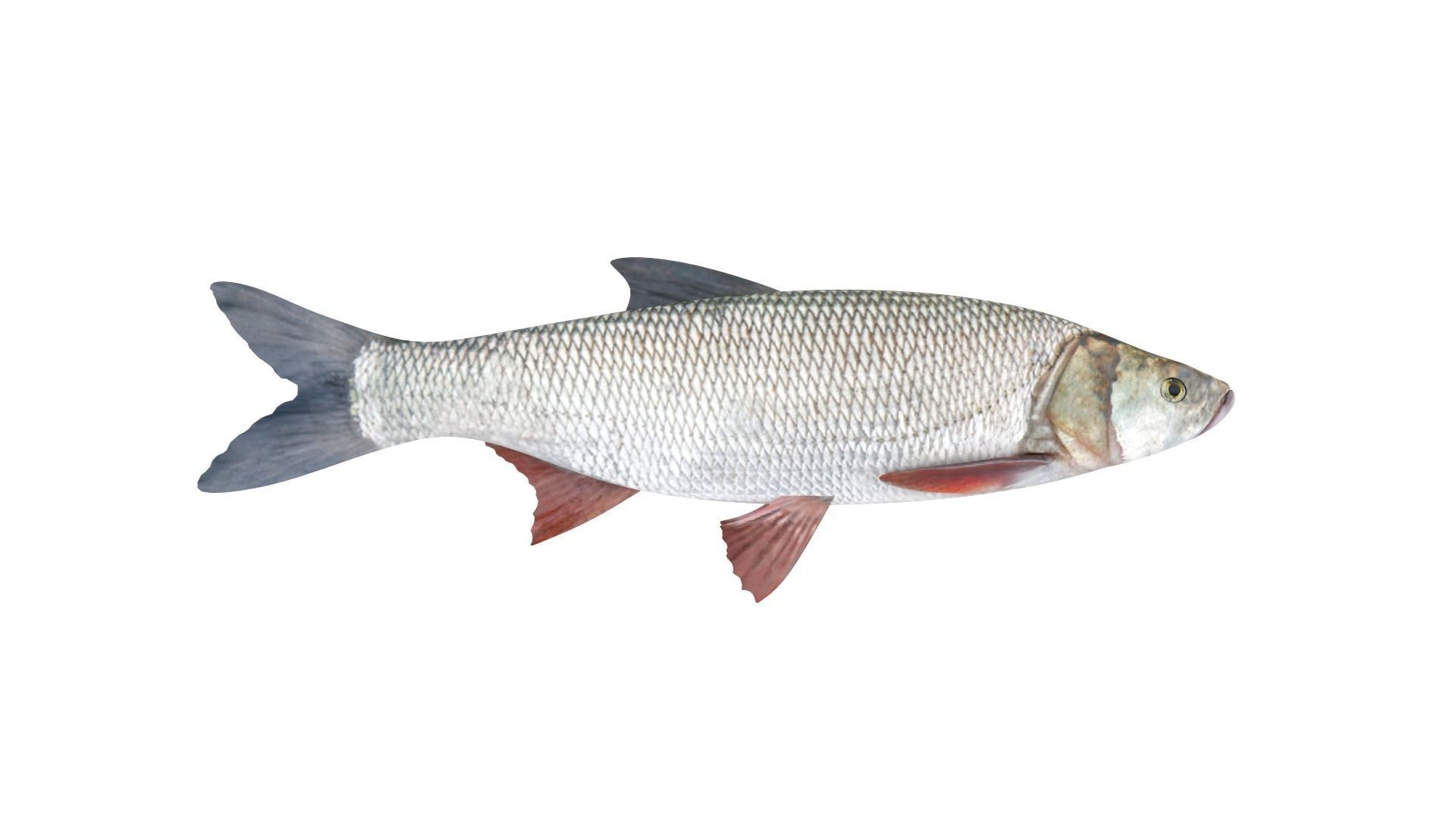 Fish Collection 3D model_7
