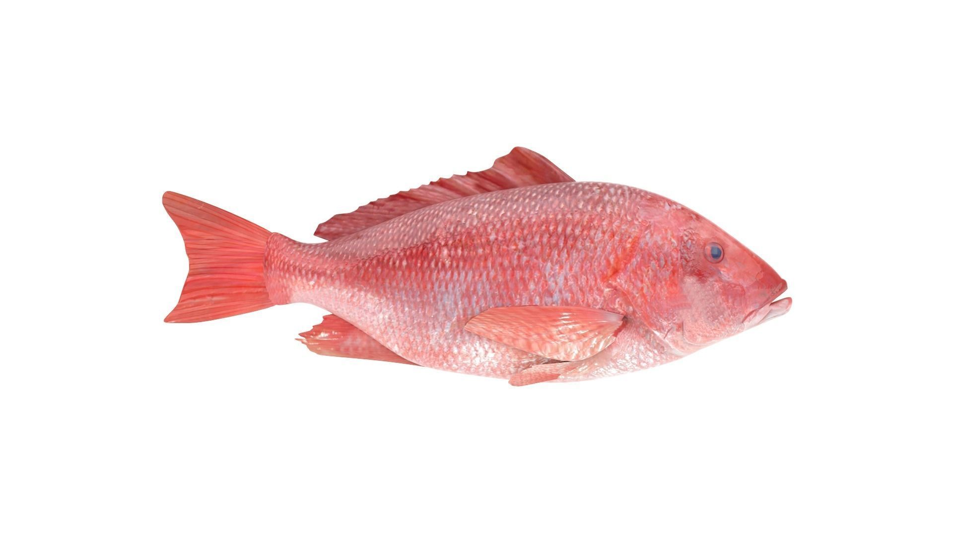 Fish Collection 3D model_16