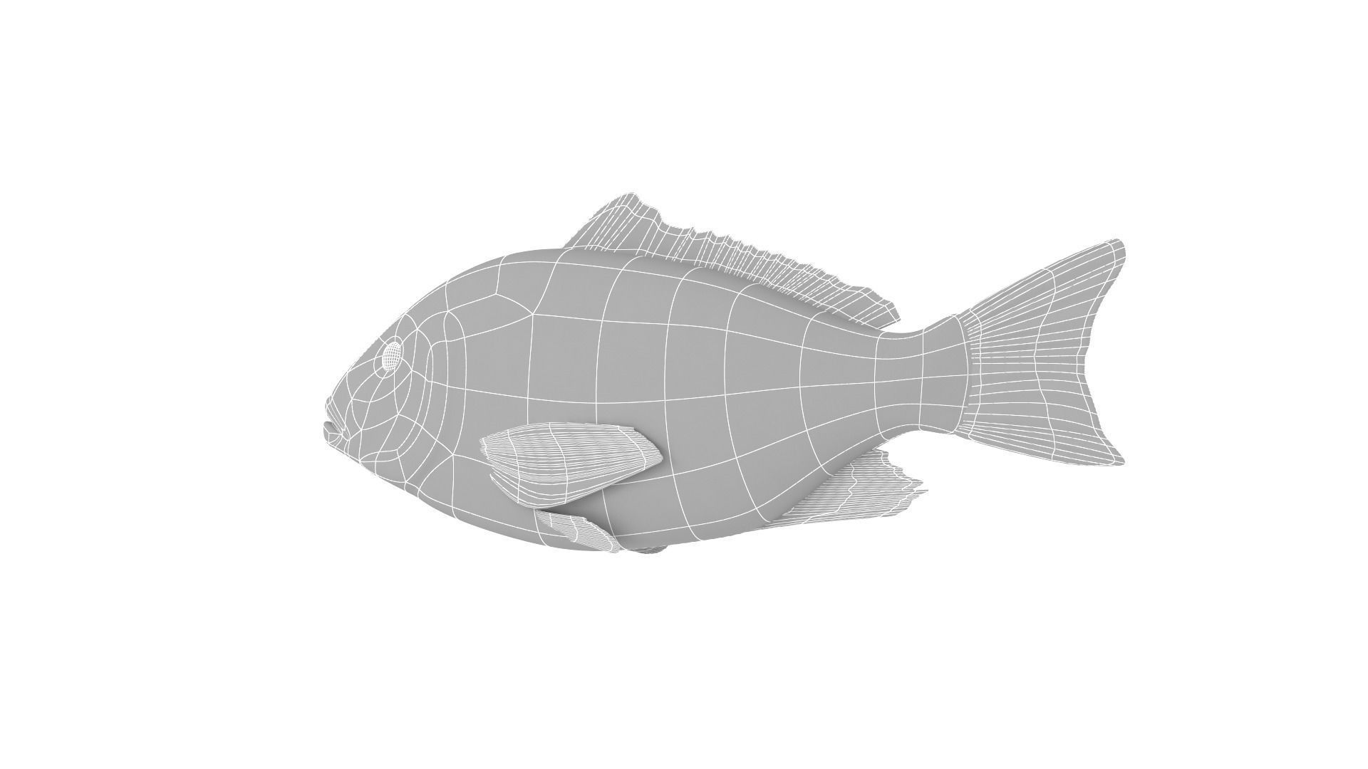 Fish Collection 3D model_37