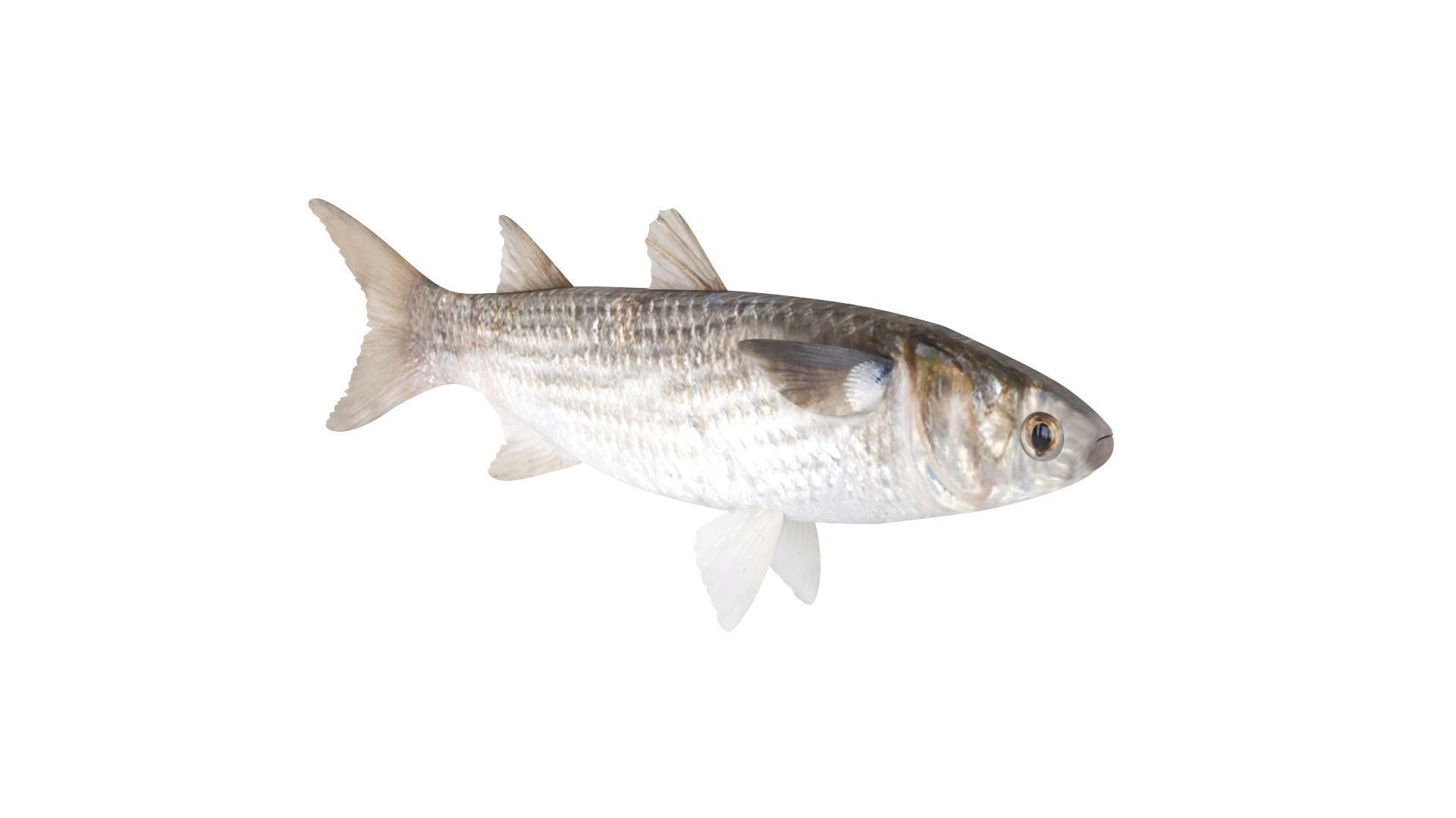 Fish Collection 3D model_14