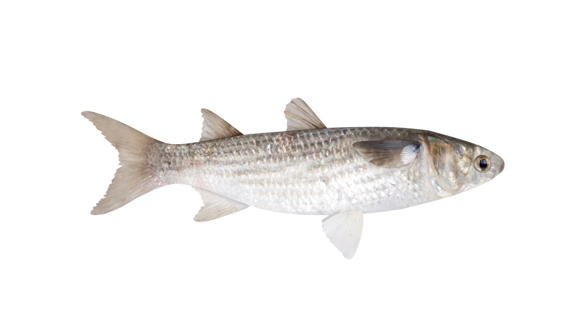 Fish Collection 3D model_13