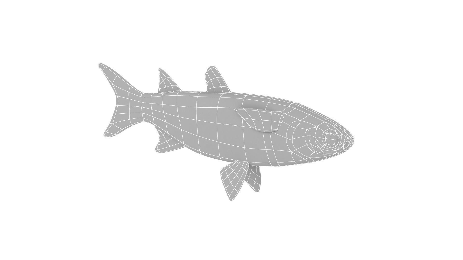 Fish Collection 3D model_33