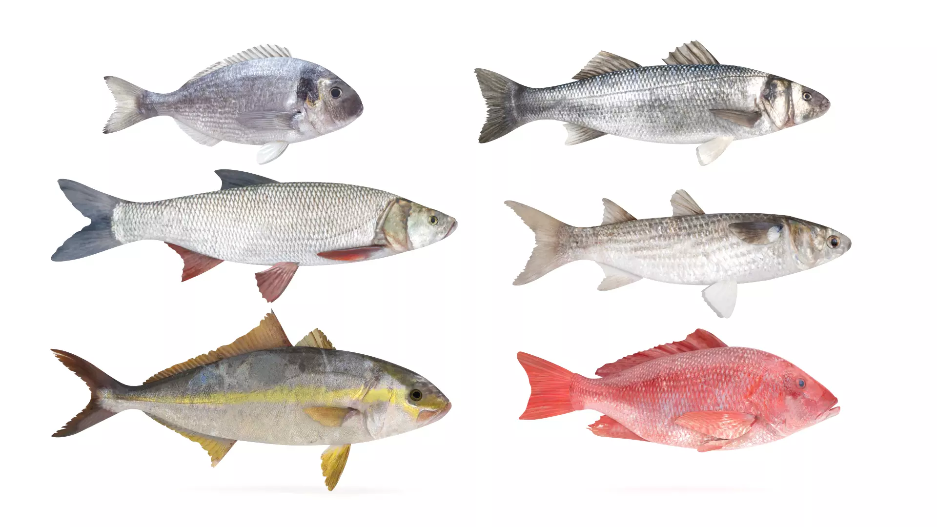 Fish Collection 3D model_0