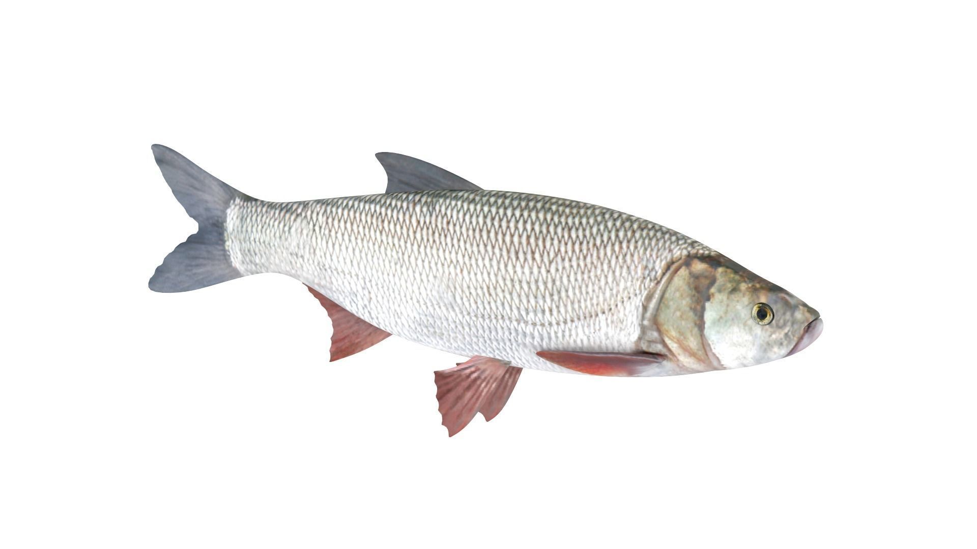 Fish Collection 3D model_8