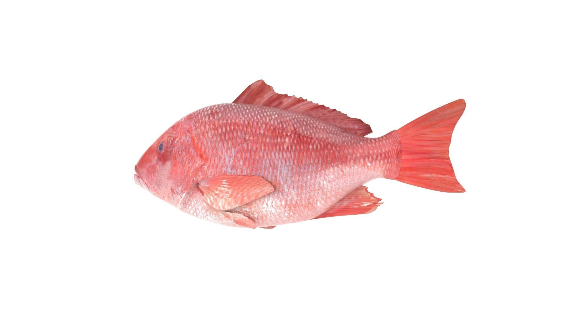 Fish Collection 3D model_18