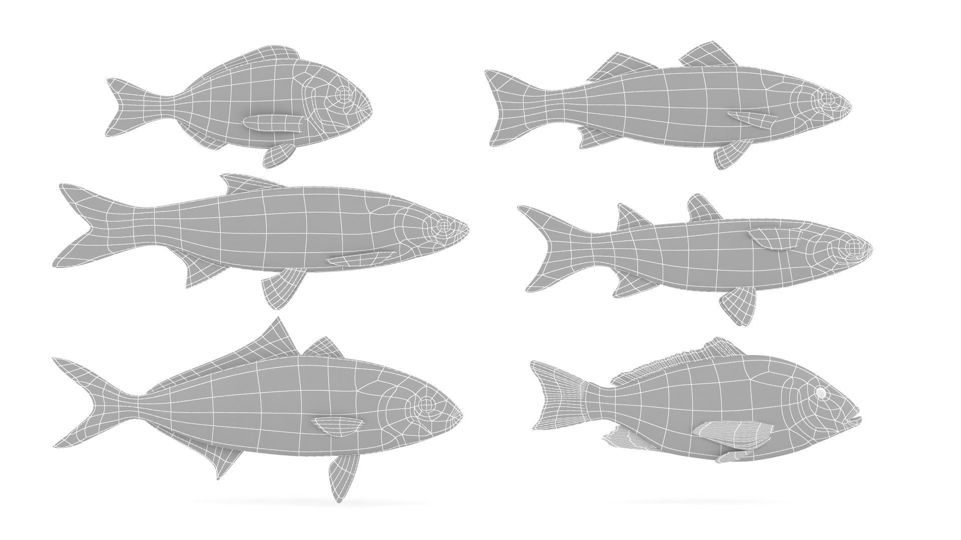 Fish Collection 3D model_19