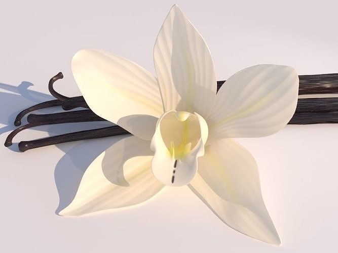 Vanilla Flower 3D model 2