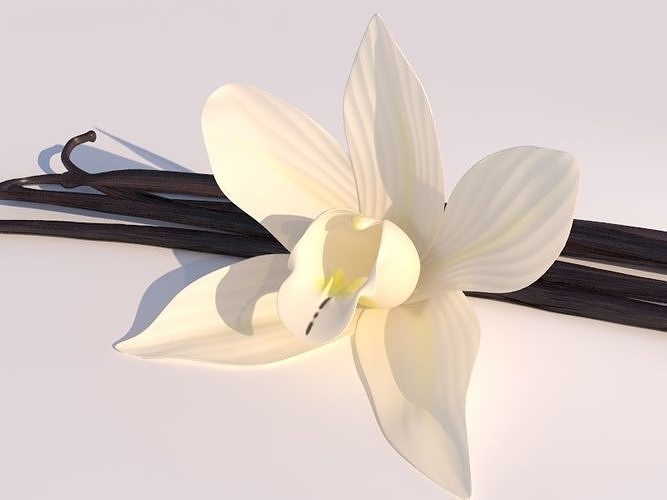 Vanilla Flower 3D model 6