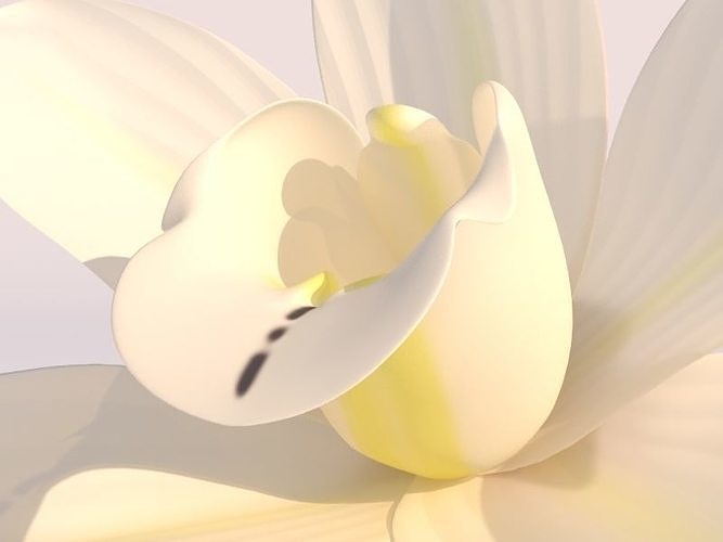 Vanilla Flower 3D model 7