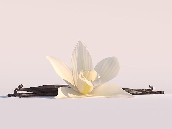Vanilla Flower 3D model 4