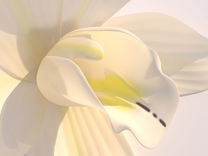 Vanilla Flower 3D model 3