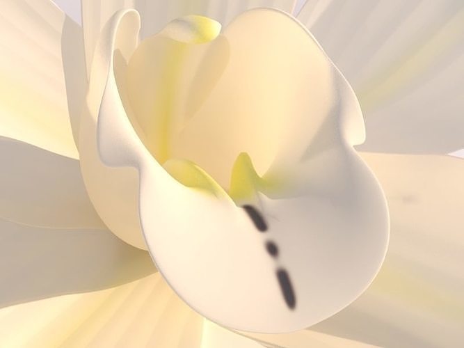 Vanilla Flower 3D model 5