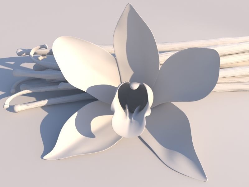 Vanilla Flower 3D model | CGTrader