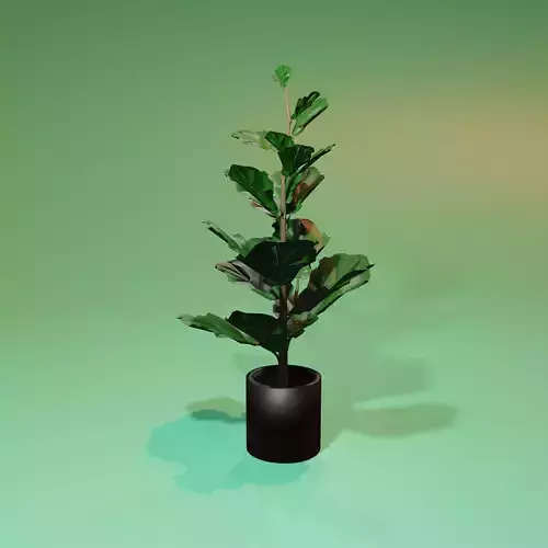 tree 3D model fiddle leaf fig