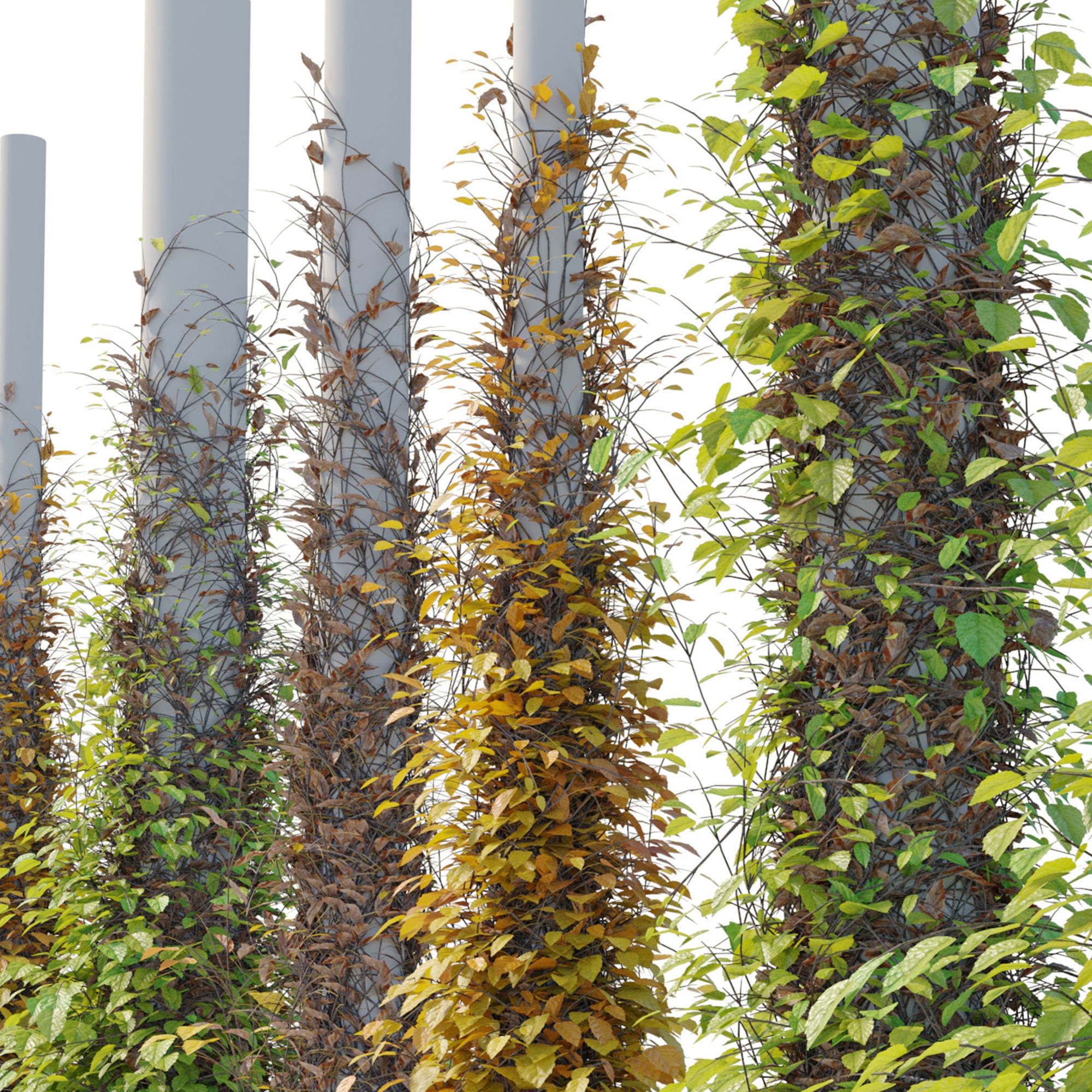 Vine plant 05 3D model_5