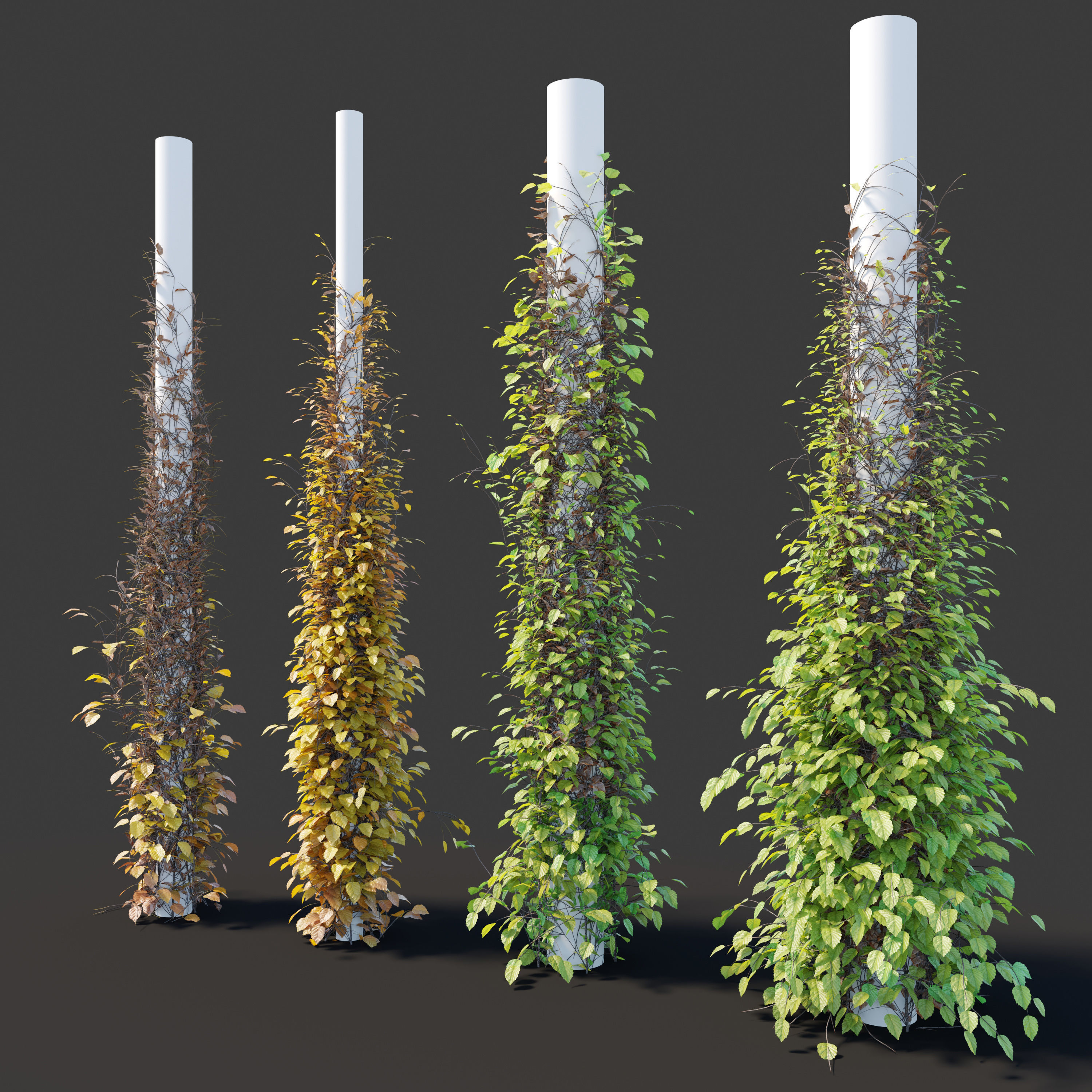 Vine plant 05 3D model_4
