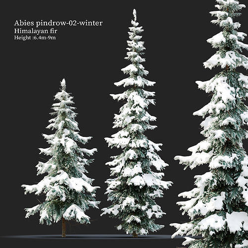 Winter Abies pindrow 02 3D model