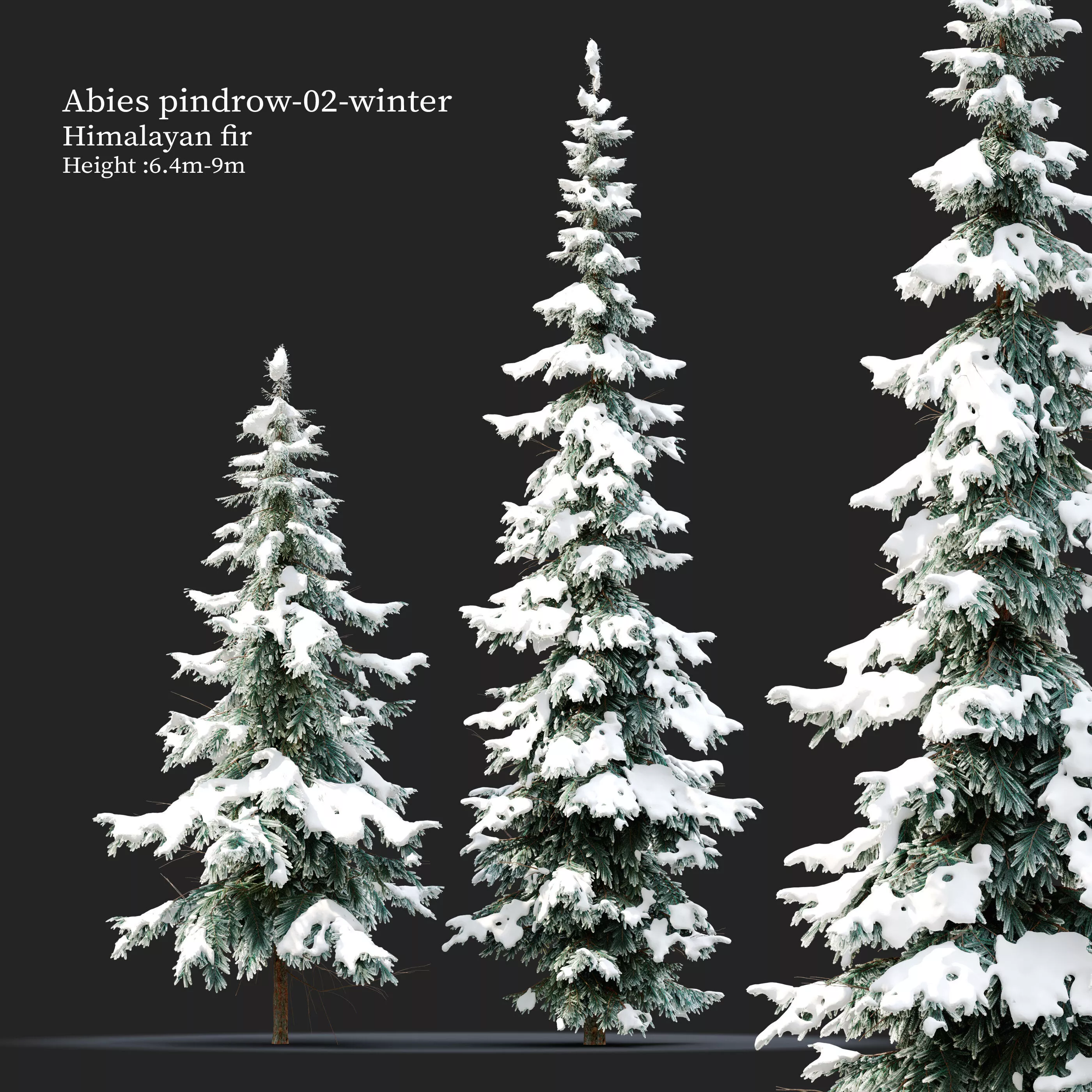 Winter Abies pindrow 02 3D model