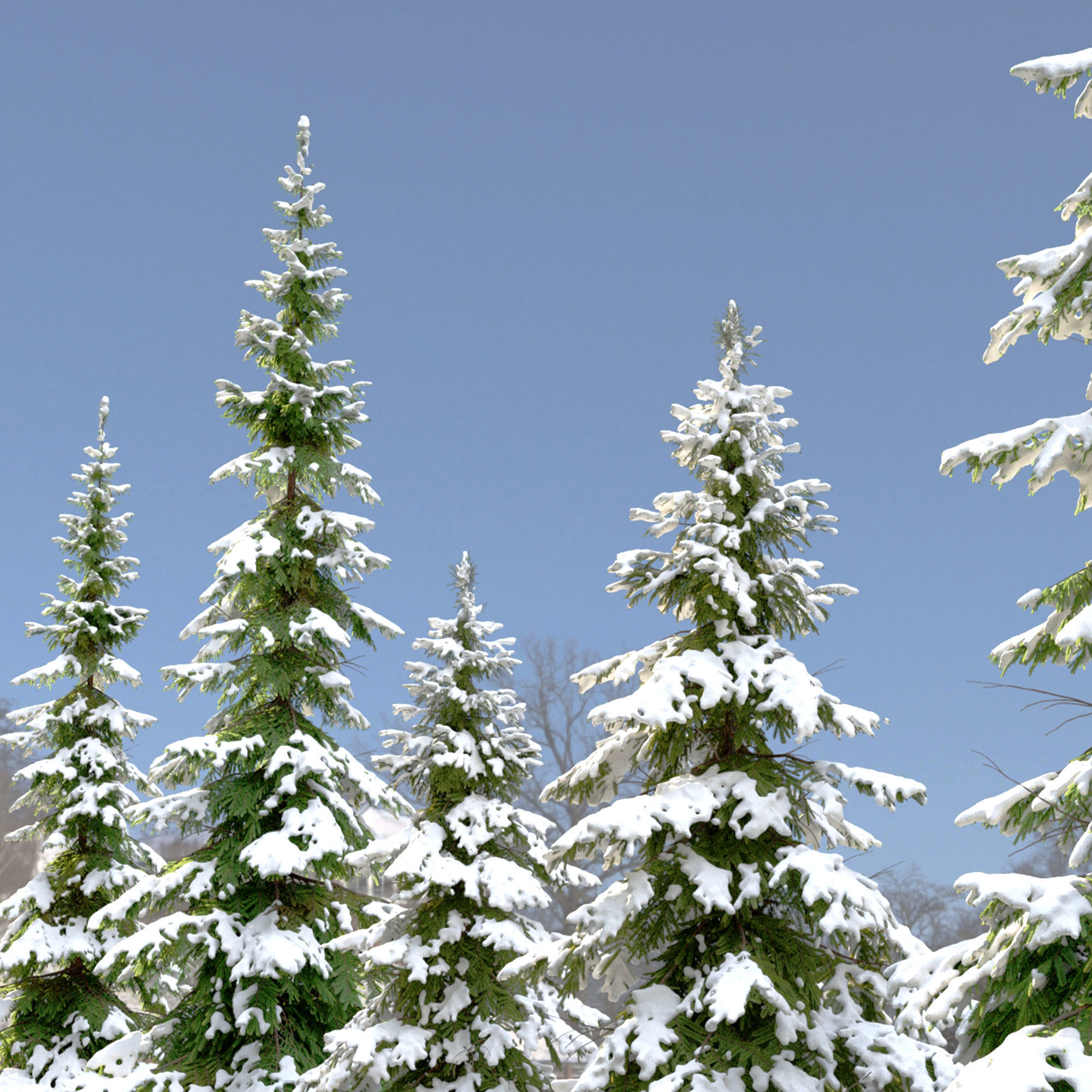 Winter Abies pindrow 3D model_3