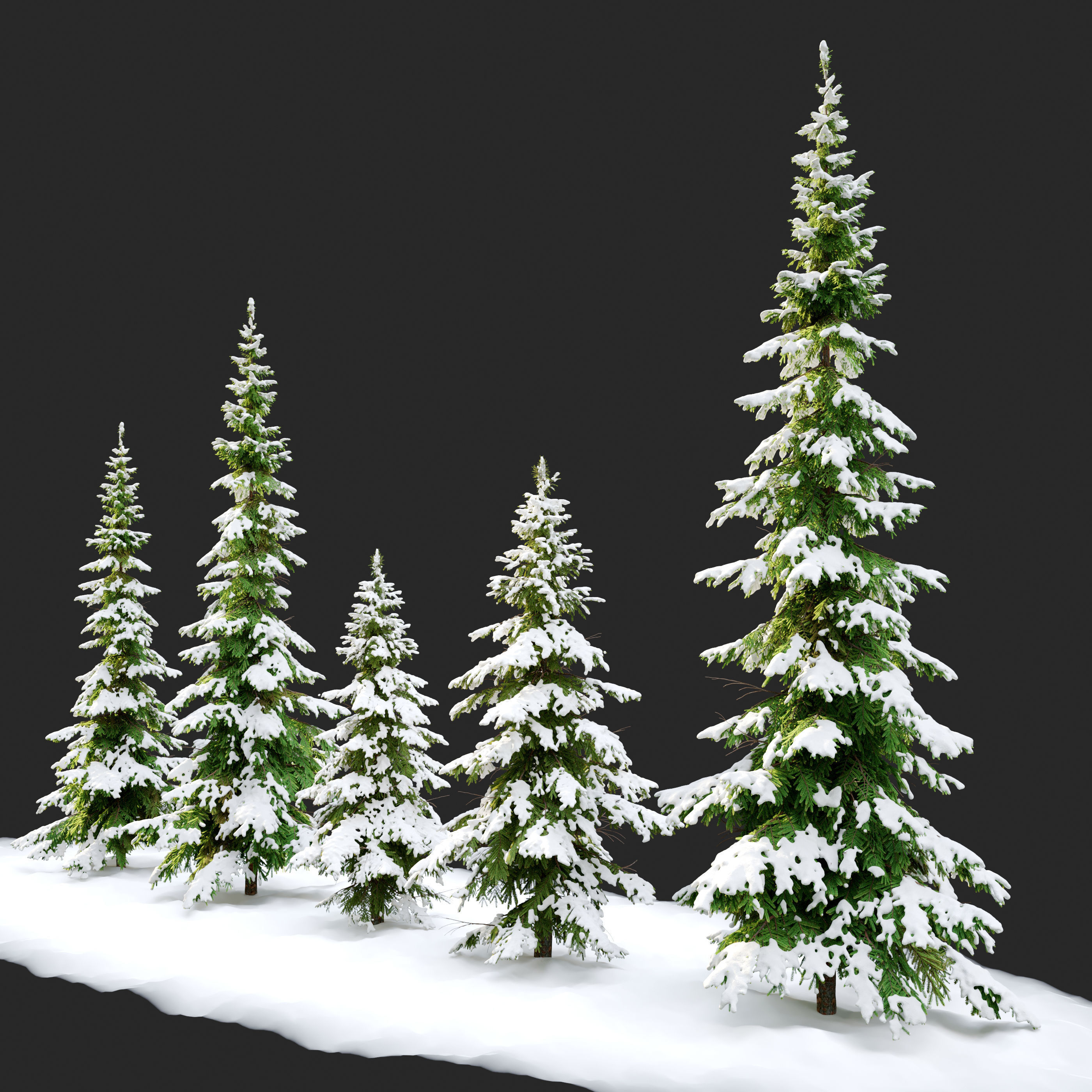 Winter Abies pindrow 3D model_1
