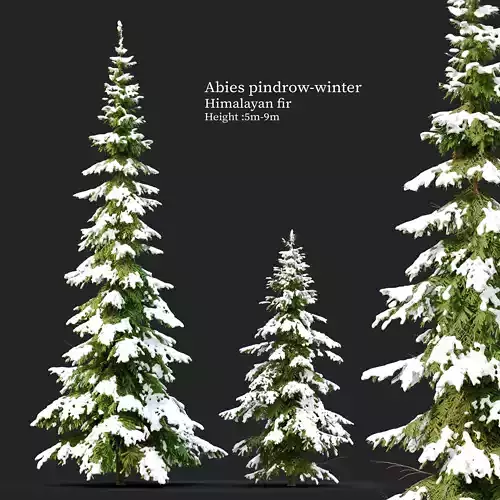 Winter Abies pindrow 3D model