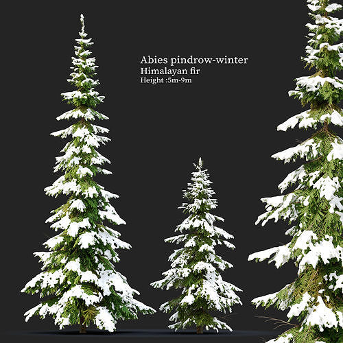 Winter Abies pindrow 3D model