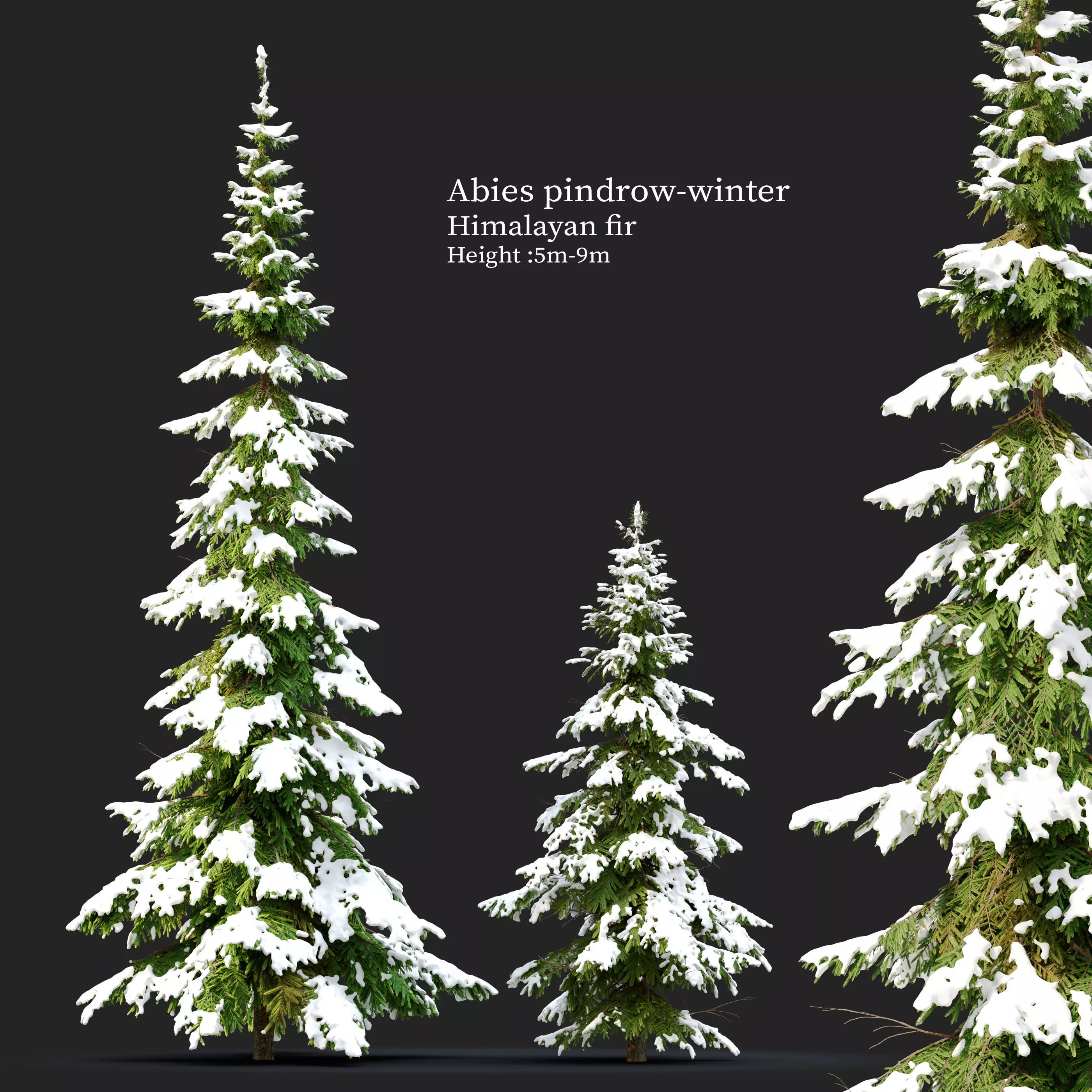 Winter Abies pindrow 3D model_0