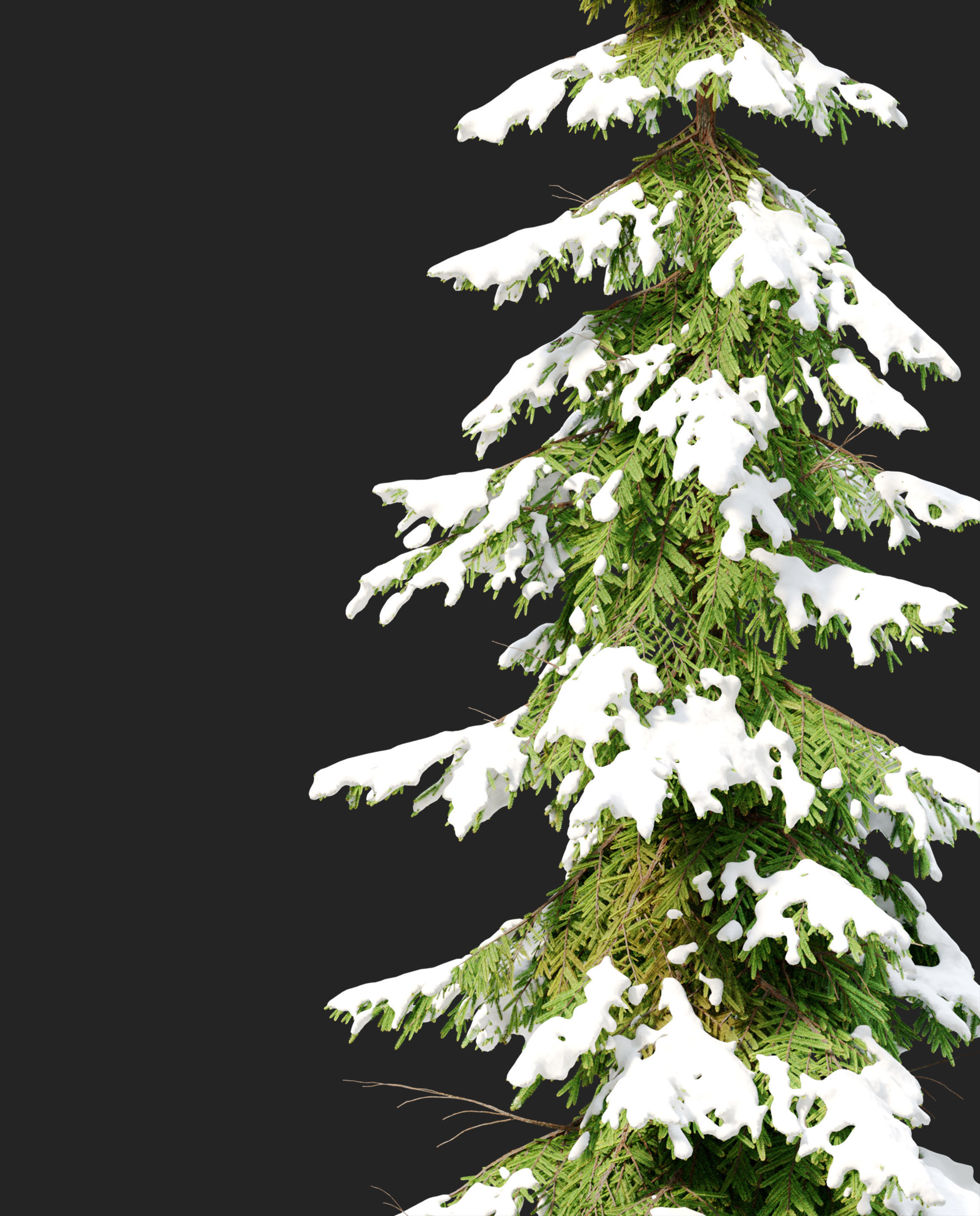Winter Abies pindrow 3D model_4