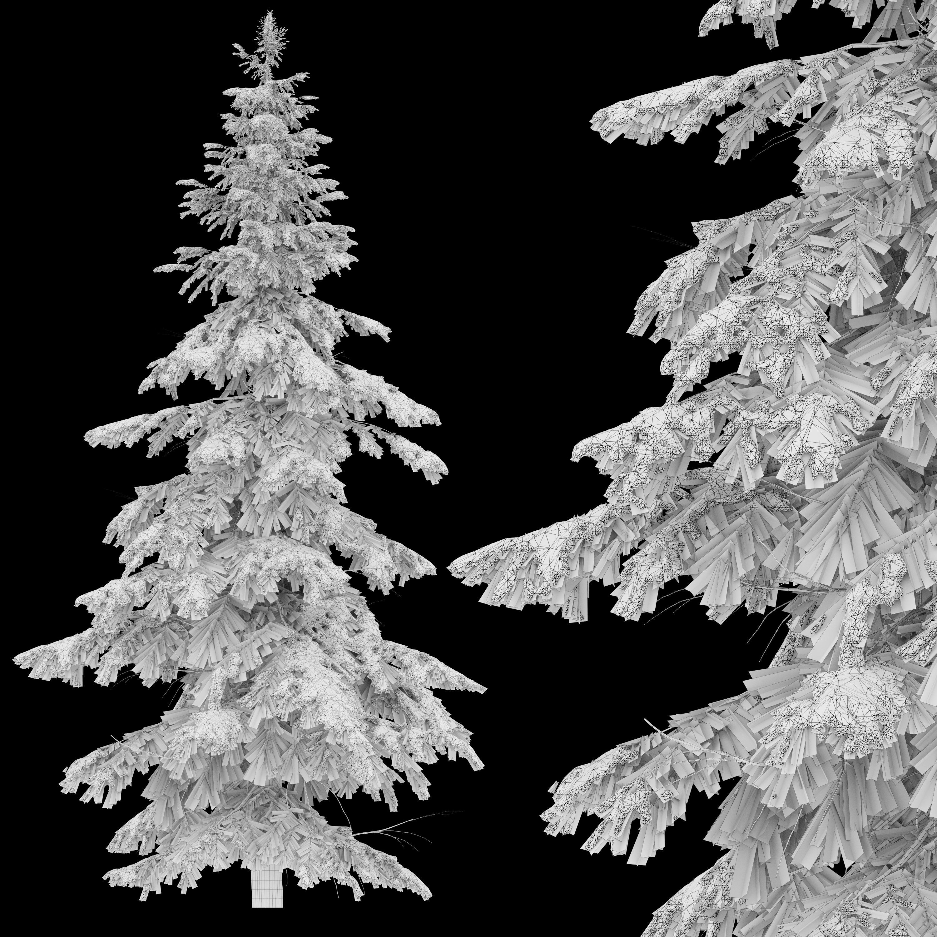 Winter Abies pindrow 3D model_6