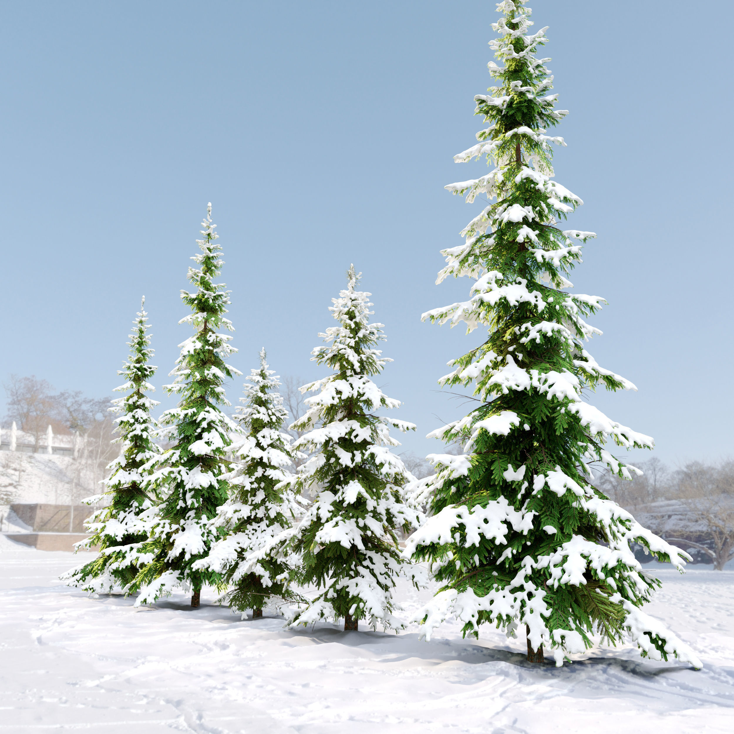 Winter Abies pindrow 3D model_2